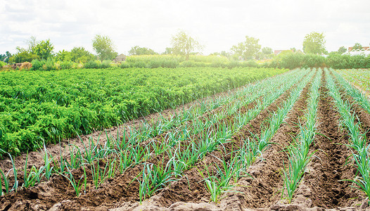 农业补贴摄影照片_韭菜和红辣椒的农场种植园。