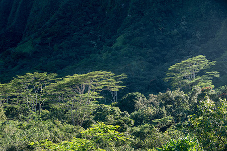 欧胡岛陡峭山坡上高大的合欢树