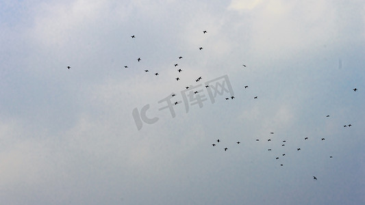 成群的热带候鸟以凌乱的队形在天空中飞翔。