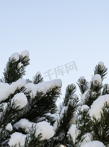厚厚的雪摄影照片_松树枝上覆盖着一层厚厚的白色蓬松的雪，映衬着蓝天。