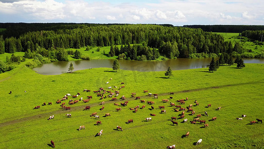 荷斯坦-弗里斯兰牛在绿色的草地、玉米田和农场的背景下，蓝天和戏剧性的云彩，荷兰。