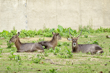 椭圆形不规则图形摄影照片_常见水羚 (Kobus ellipsiprymnus) 在草地上放松的图像。