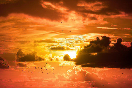 早上遛鸟摄影照片_成群的椋鸟飞入橙色的夕阳