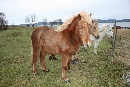 冰岛公马，名叫 Glotti
