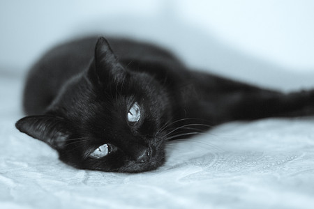 高级黑猫躺在床上