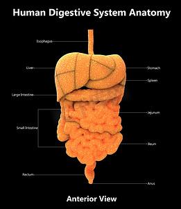 用标签解剖学前视图描述的人体消化系统