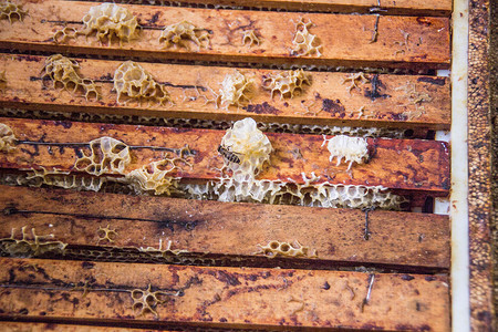 冬季工人摄影照片_由蜡制成的蜂窝，里面充满蜂蜜
