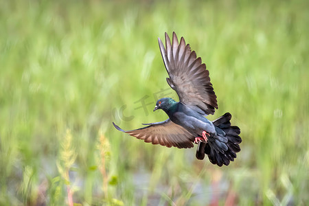 飞翔的鸽摄影照片_鸽子在自然背景下飞翔的形象。