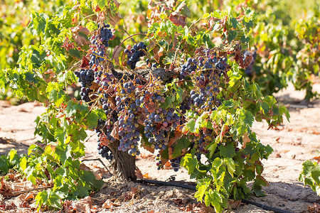 葡萄园里有成熟的葡萄，可供采摘葡萄酒