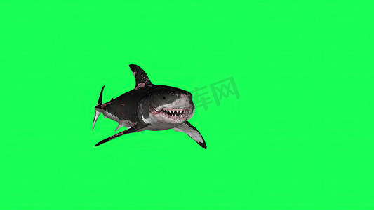 3d 插图-绿屏中的鲨鱼-背景