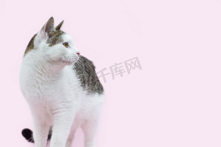 美丽的蓬松斑点白猫和灰猫隔离在粉红色的背景上。