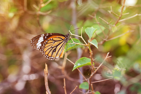 蝴蝶飞在大自然中。