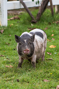 猪牲畜摄影照片_猪和仔猪的食物