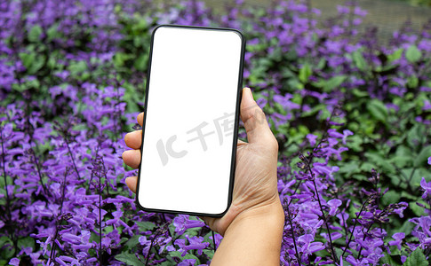 手持智能手机的特写镜头隔离在紫色花朵背景上，并为您的文本提供空间。