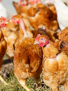 农场鸡摄影照片_一群鸡在有机养殖的郁郁葱葱的绿色围场里自由地漫步