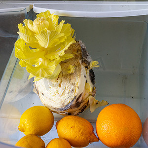 冰箱里摄影照片_柠檬、橙子和卷心菜放在冰箱里都变质了