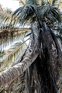 杂乱背景摄影照片_椰子树和干叶非常杂乱