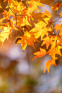 红色黄色枫叶摄影照片_美丽的枫叶在秋天晴朗的日子在前景和模糊的背景在日本九州。