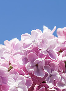 红色展架背景摄影照片_春天花园蓝天背景下的丁香花枝