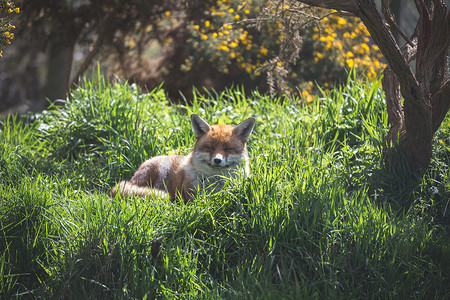 休息中的红狐