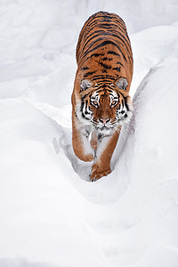 高端天猫主图摄影照片_冬雪中西伯利亚虎的特写肖像