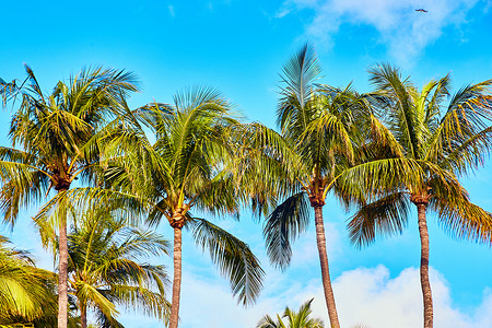 天空浅蓝摄影照片_一排棕榈树映衬着浅蓝的天空