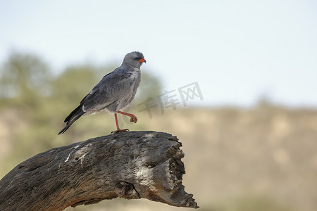 沙漠游戏摄影照片_南非 Kgalagadi 跨境公园的 Pale Chanting-Goshawk