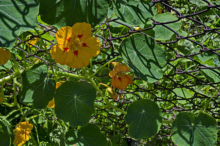 维托沙山耶莱兹尼察夏季花园中金莲花、印度水芹或金莲花的开花