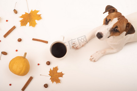 秋天背景扁平摄影照片_这只狗躺在一杯黑咖啡和一枚秋季扁平花环旁边。