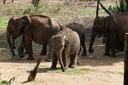 喂食时间后，年轻的大象聚集成群