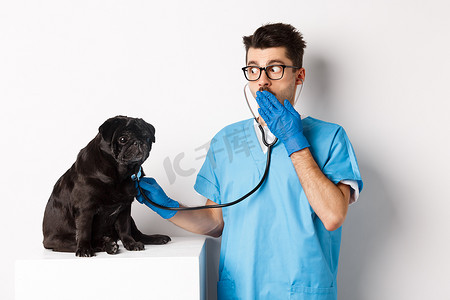 兽医诊所的震惊医生用听诊器检查狗，惊奇地喘着粗气，而可爱的黑色哈巴狗仍然坐在桌子上，白色背景