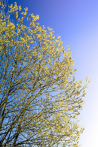 绿色的柳枝摄影照片_春天的柳枝