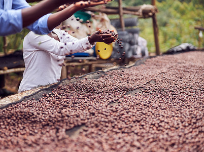 从事摄影照片_非洲雇主正在洗涤中心从事咖啡豆生产