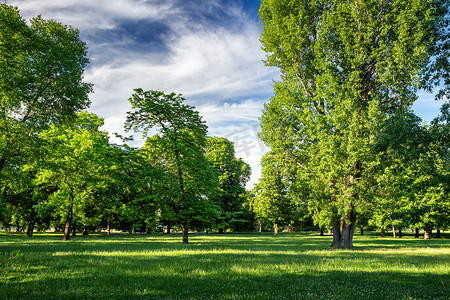 有草坪和树木的绿色公园在城市