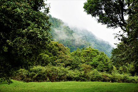 胡安卡斯特罗布兰科国家公园的云雾森林