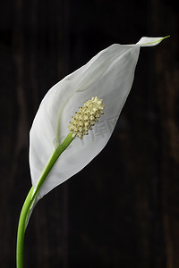 莲花摄影照片_孤独的白色盛开的马蹄莲花