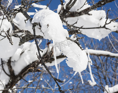 结冰的雪和冰特写镜头在树枝的