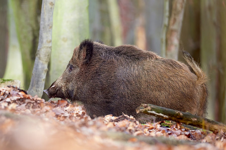 秋天，警觉的野猪，凶猛地站在森林里。