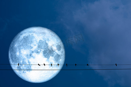超级满蓝月亮和剪影鸟挂在电力上