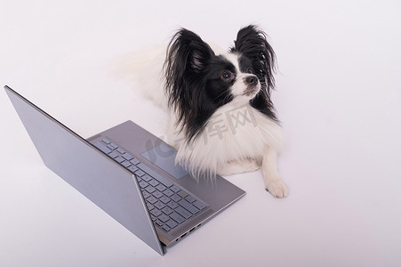 聪明的狗巴比龙品种在白色背景的笔记本电脑上工作。