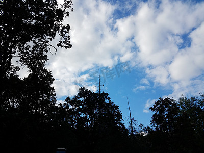 天空和树枝摄影照片_高树和白云树枝上的鸟