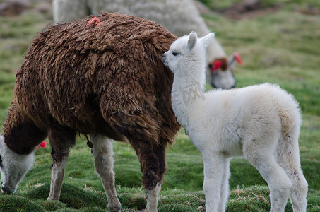 小羊摄影照片_小羊驼 Vicugna pacos 和她的母亲。