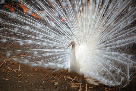 炫耀美丽的翅膀的白孔雀