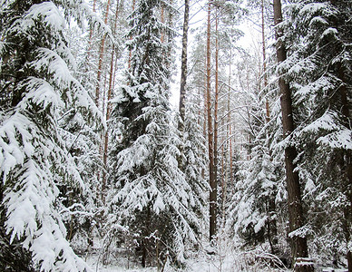唾液的奥秘摄影照片_有积雪的树的美丽的冬天多雪的森林，童话，奥秘