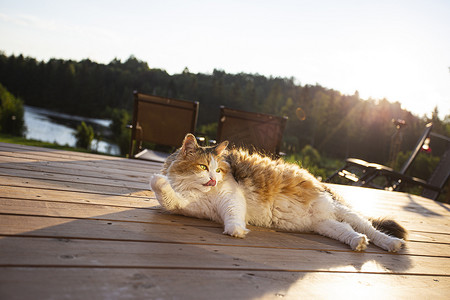 猫钓鱼摄影照片_晒日光浴的猫