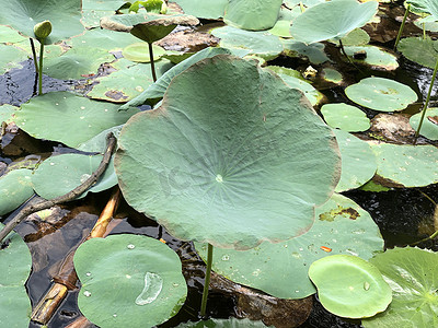 池塘里的睡莲。