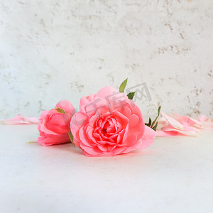 粉红玫瑰和白色背景上的花瓣。