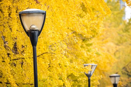 背景银杏树上有黄叶的街灯柱