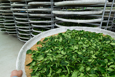 乌龙茶叶摄影照片_茶叶发酵架