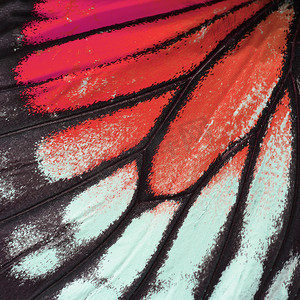红色蝴蝶翅膀
